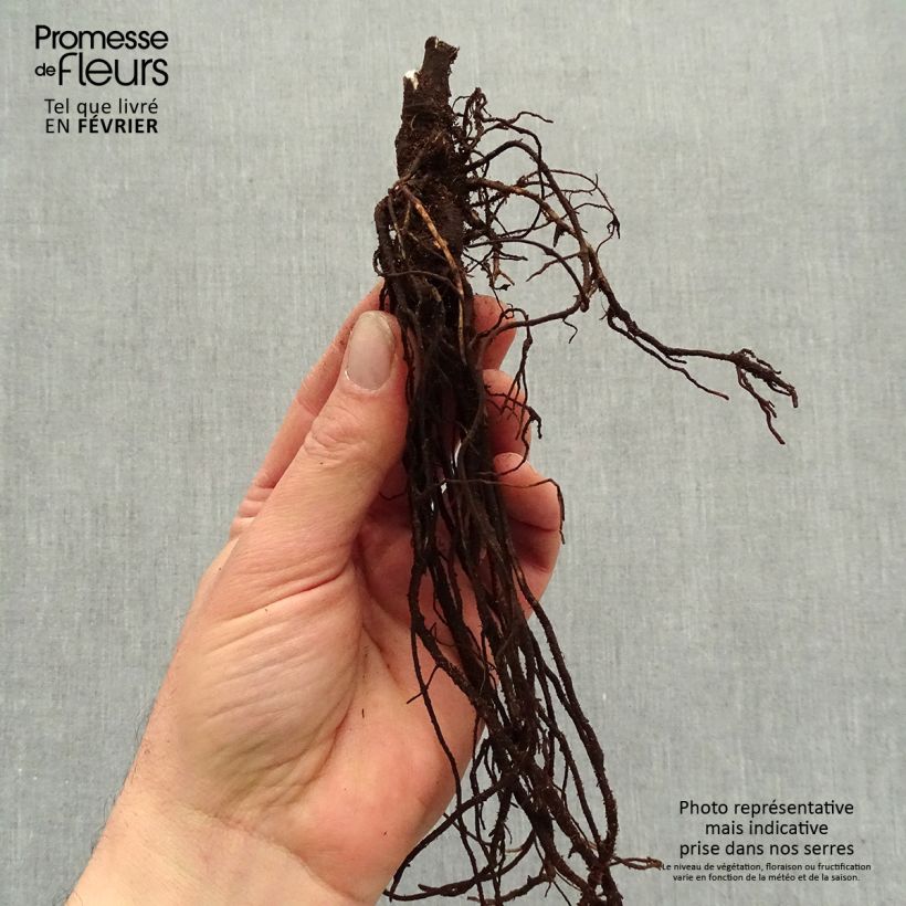 Example of Clematis heracleifolia China Purple - Struikclematis Naakte wortel as you get in hiver