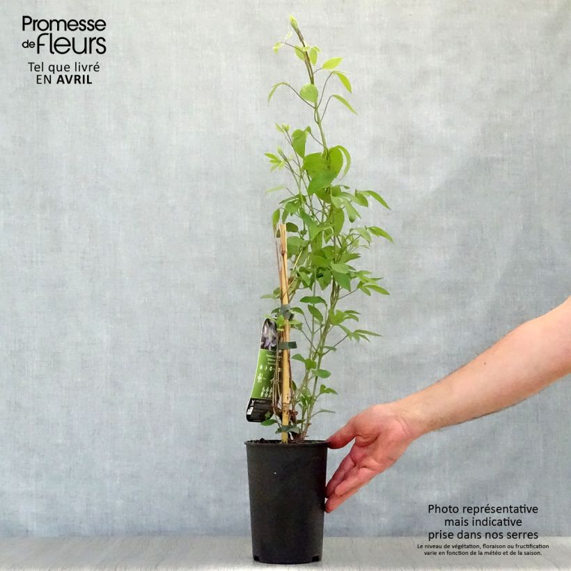 Exemplaar van Clematis integrifolia Blue River - Struikclematis Pot van 2 l/3 l zoals geleverd in de lente