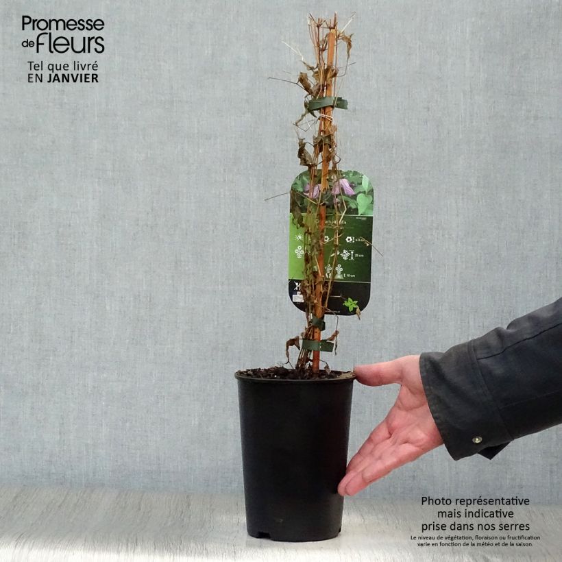 Example of Clématite italienne - Clematis viticella Pot van 1,5 l/2 l as you get in hiver