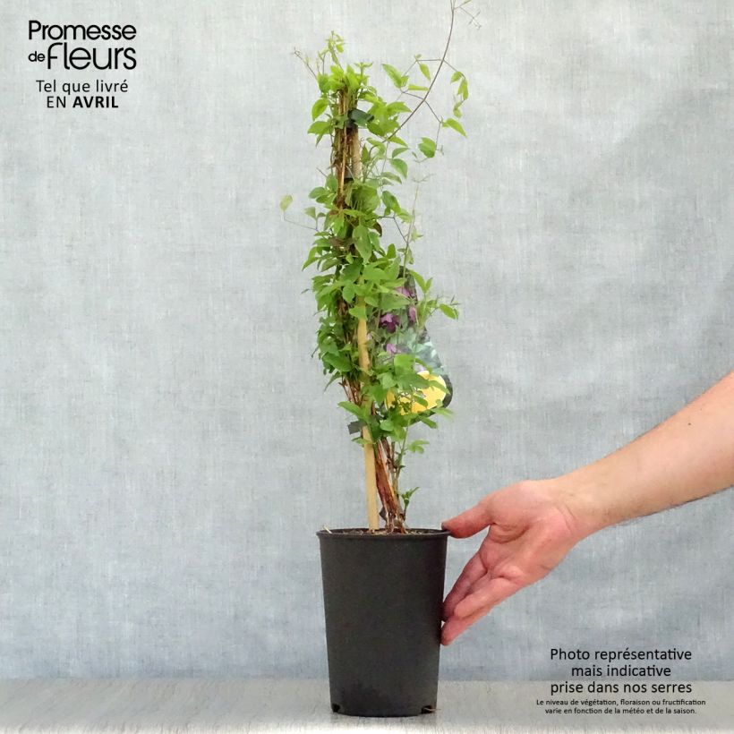 Exemplaar van Clematis viticella - Italiaanse clematis Pot van 1,5 l/2 l zoals geleverd in de lente