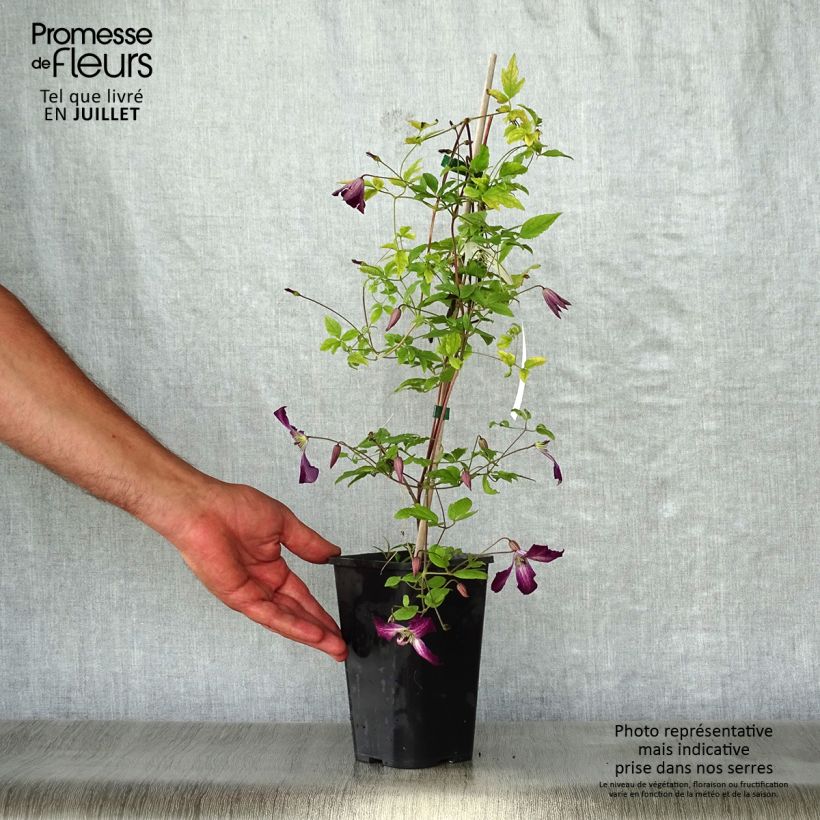 Example of Clématite italienne - Clematis viticella Walemburg Pot van 1,5 l/2 l as you get in ete