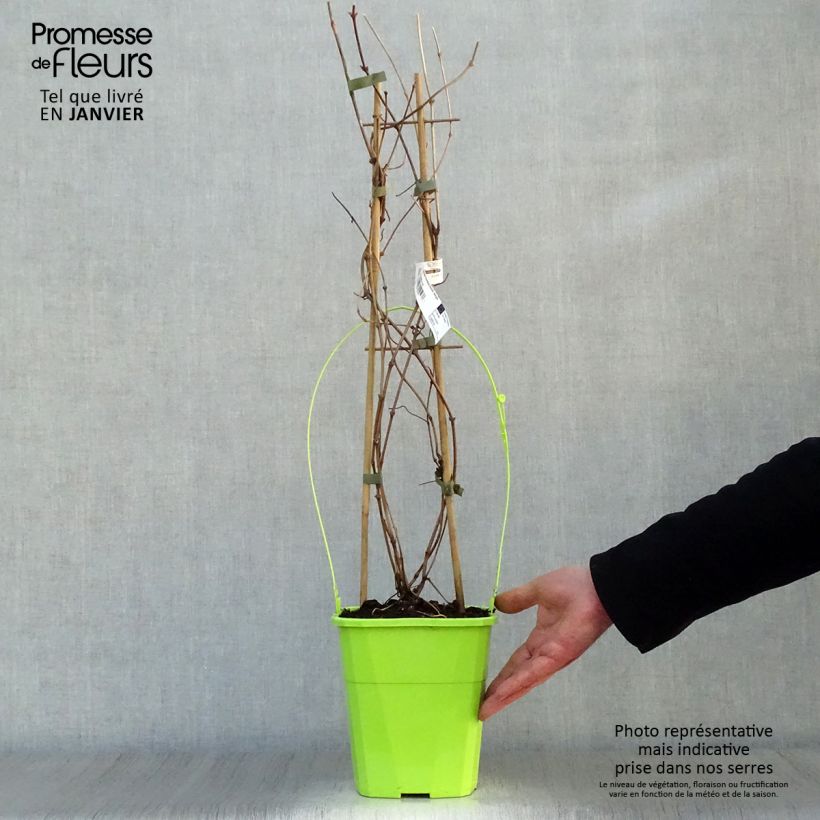 Exemplaar van Clematis montana Double Delight - Bergbosrank Pot van 3 l/4 l zoals geleverd in de winter