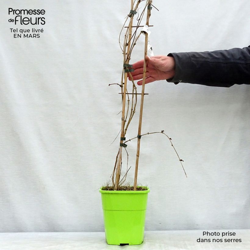 Exemplaar van Clematis montana Double Delight - Bergbosrank Pot van 3 l/4 l zoals geleverd in de lente