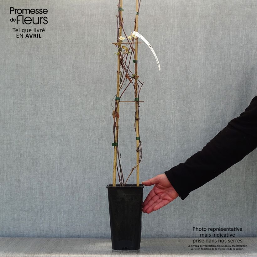 Exemplaar van Clematis montana Starlet White Perfume - Bergbosrank Pot van 2 l/3 l zoals geleverd in de lente