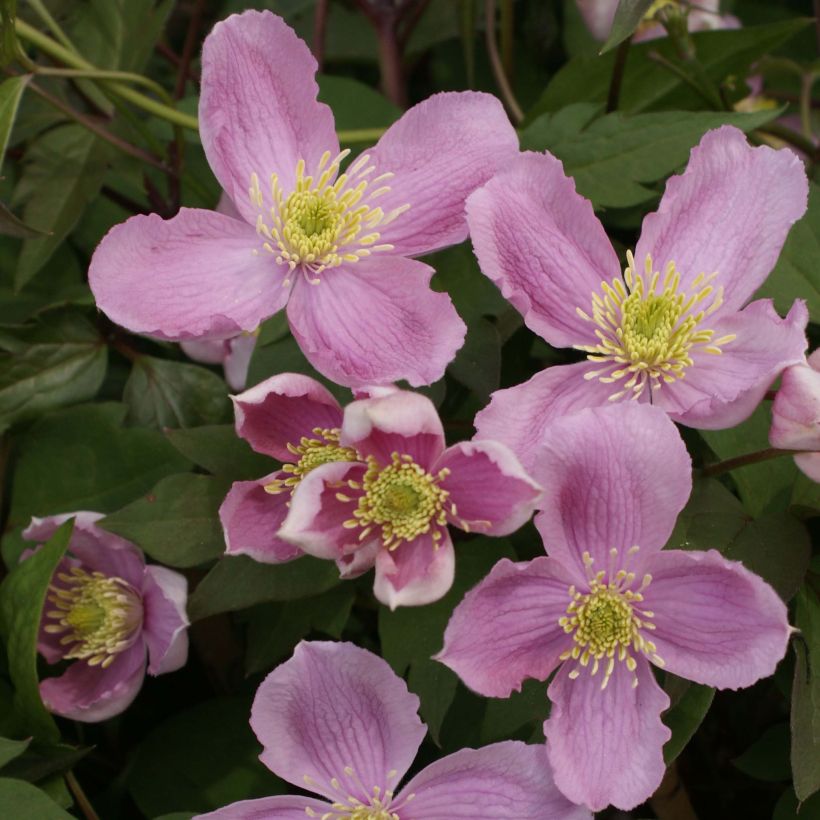 Clematis montana Tetrarose - Bergbosrank (Flowering)
