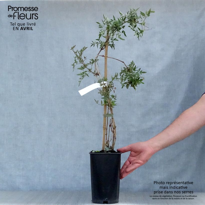 Exemplaar van Clematis tangutica Red Ballon - Gouden bosrank Pot van 2 l/3 l zoals geleverd in de lente