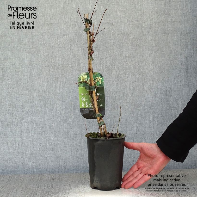 Example of Clématite - Clematis serratifolia Pot van 1,5 l/2 l as you get in hiver