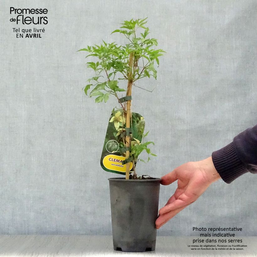 Exemplaar van Clematis serratifolia - Bosrank Pot van 1,5 l/2 l zoals geleverd in de lente