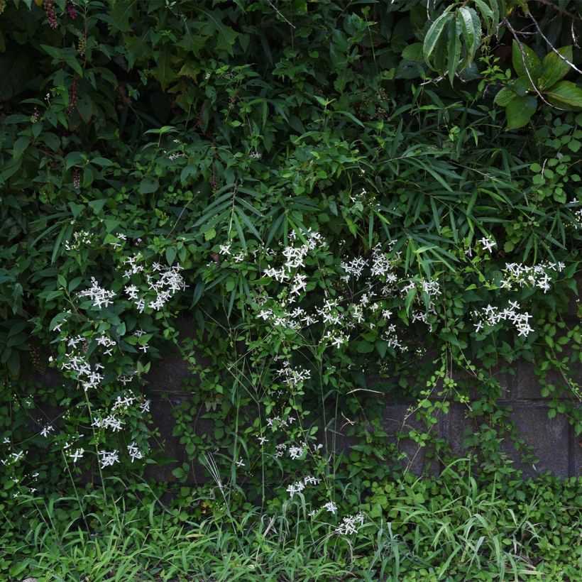 Clematis gentianoides x aristata - bosrank (Groeiplaats)