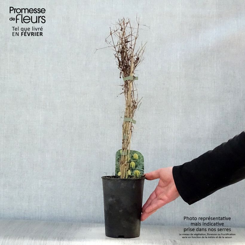 Example of Clématite tangutica Pot van 1,5 l/2 l as you get in hiver