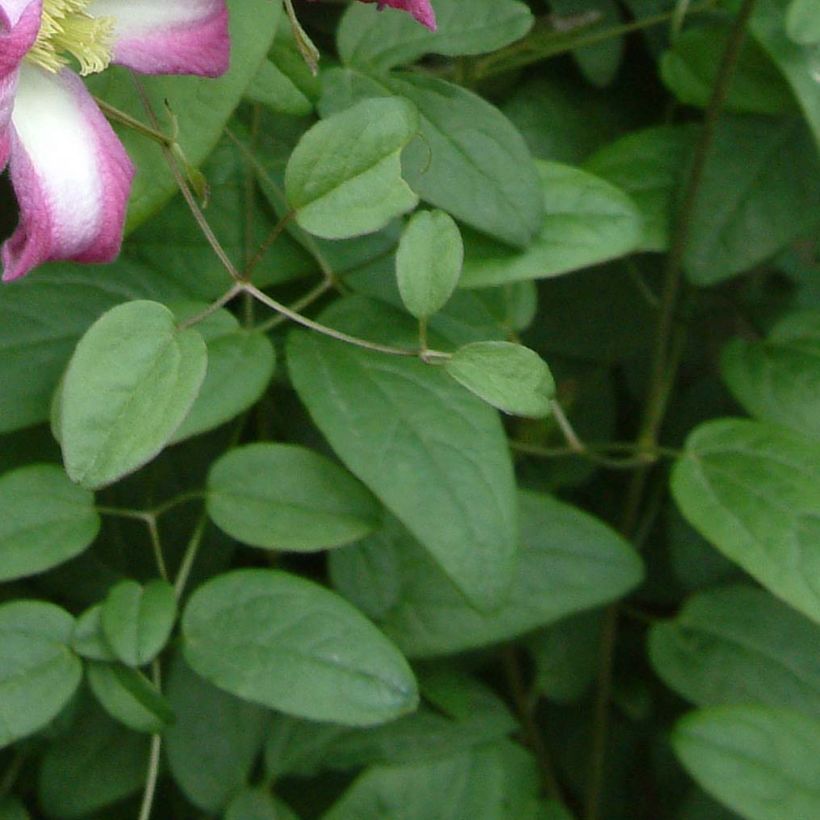 Clematis texensis Odoriba - Bosrank (Foliage)