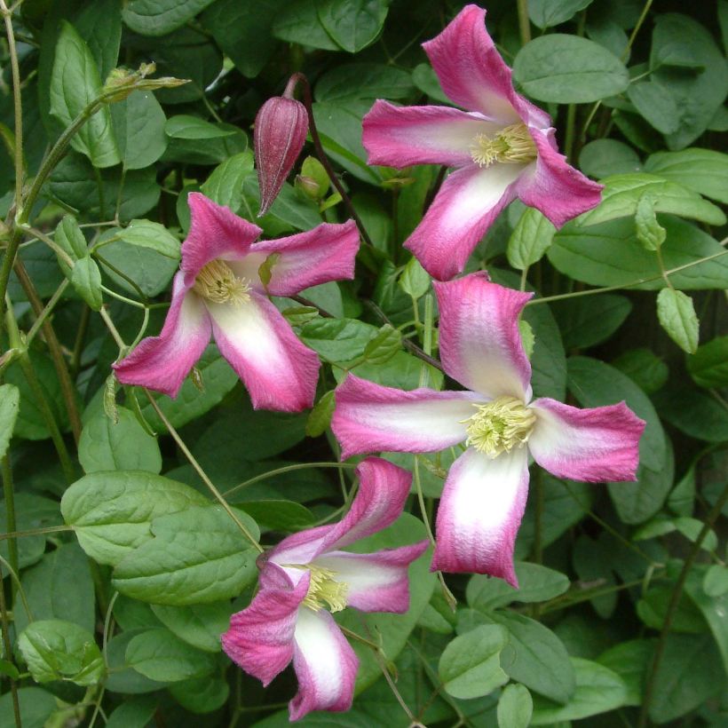 Clematis texensis Odoriba - Bosrank (Flowering)