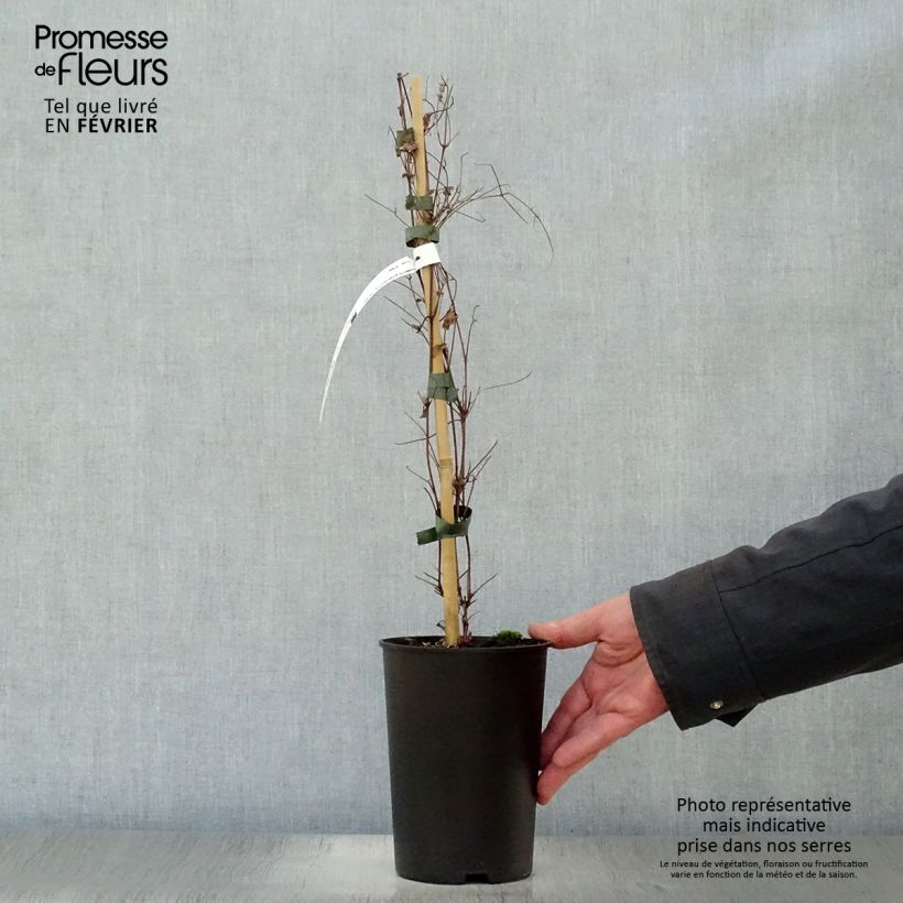 Example of Clématite viticella Dark Eyes Pot van 1,5 l/2 l as you get in hiver