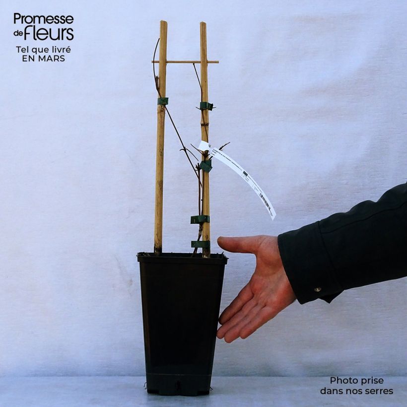 Exemplaar van Clematis viticella John Howells - Italiaanse clematis Pot van 1,5 l/2 l zoals geleverd in de lente