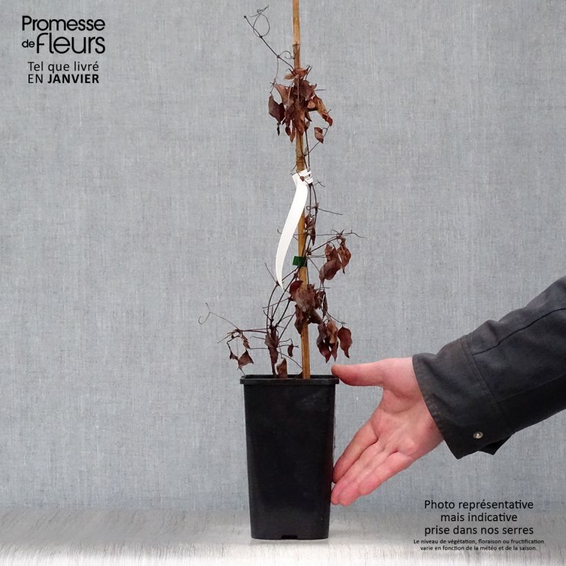 Example of Clématite viticella John Howells Pot van 1,5 l/2 l as you get in hiver