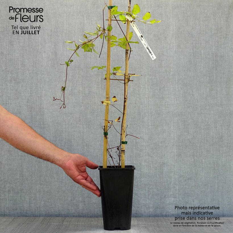 Exemplaar van Clematis viticella John Howells - Italiaanse clematis Pot van 2 l/3 l zoals geleverd in de zomer