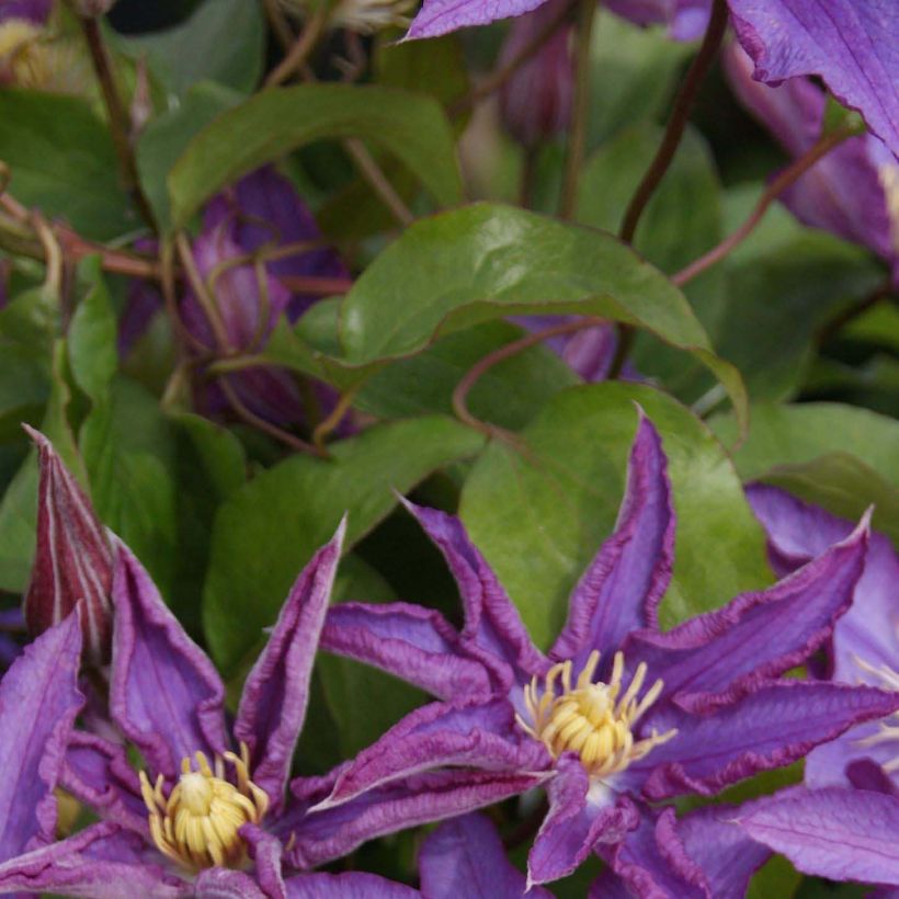 Clematis patens Palette - Bosrank (Foliage)
