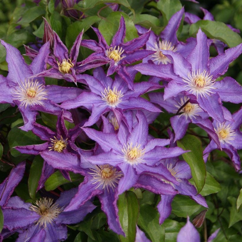 Clematis patens Palette - Bosrank (Flowering)