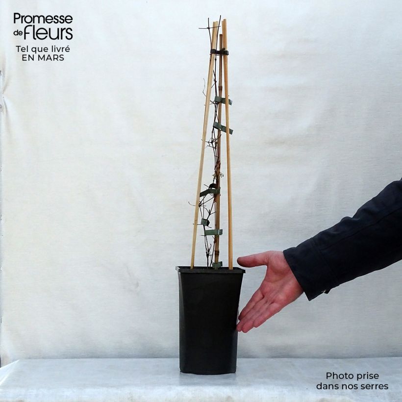 Exemplaar van Clematis viticella Polish Spirit - Italiaanse clematis Pot van 1,5 l/2 l zoals geleverd in de lente