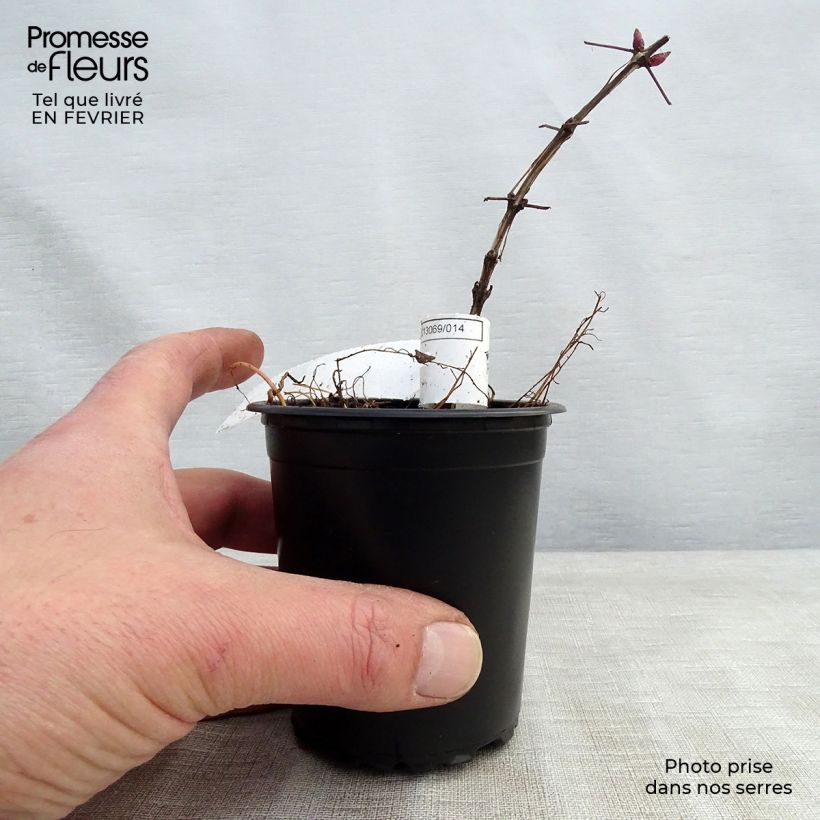 Example of Clematis viticella Purpurea Plena Elegans - Italiaanse clematis Kweekpotje van 8/9 cm as you get in hiver