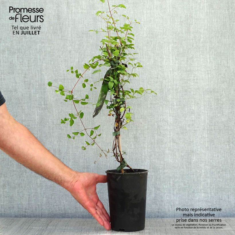 Exemplaar van Clematis viticella Purpurea Plena Elegans - Italiaanse clematis Pot van 2 l/3 l zoals geleverd in de zomer