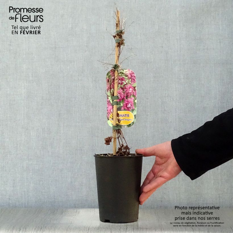 Example of Clematis viticella Purpurea Plena Elegans - Italiaanse clematis Pot van 2 l/3 l as you get in hiver