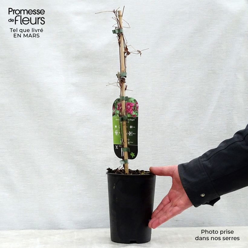 Exemplaar van Clematis viticella Purpurea Plena Elegans - Italiaanse clematis Pot van 2 l/3 l zoals geleverd in de lente