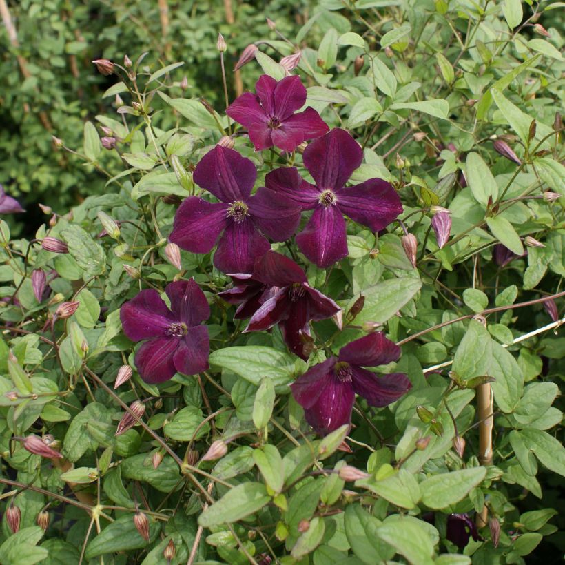 Clematis viticella Royal Velours - Italiaanse clematis (Plant habit)