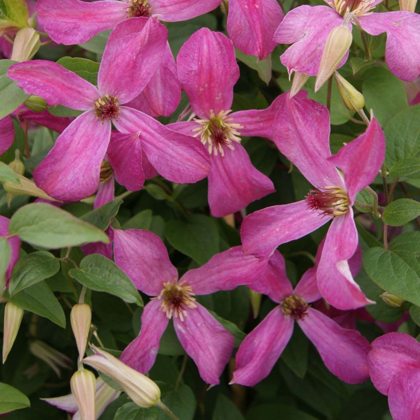 Clematis Wonderful - Italiaanse clematis (Flowering)