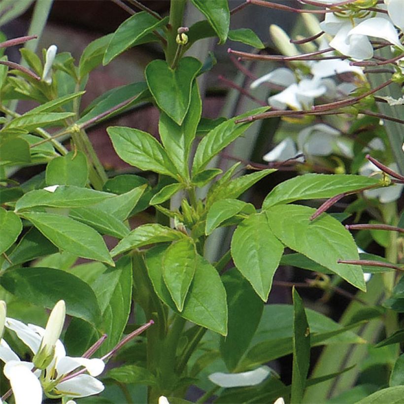 Cleome Senorita Blanca - Kattensnor (Foliage)