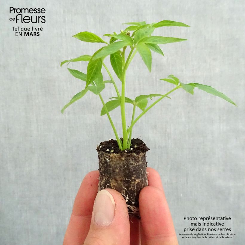 Example of Cléome Senorita Blanca Mini-mot Ø 3/4 cm as you get in printemps