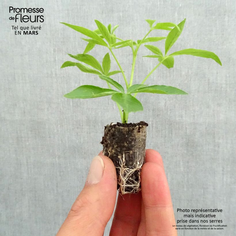 Example of Cléome Senorita Carolina Mini-mot Ø 3/4 cm as you get in printemps