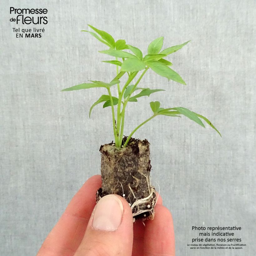 Example of Cléome Senorita Rosalita Mini-mot Ø 3/4 cm as you get in printemps