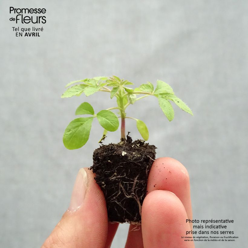 Example of Cleome Sparkler 2.0 Purple Mini-mot Ø 1,5/2,5 cm as you get in printemps