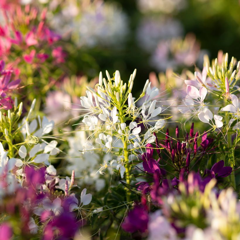 Cleome spinosa Sparkler 2.0 Wit - Kattensnor (Bloei)
