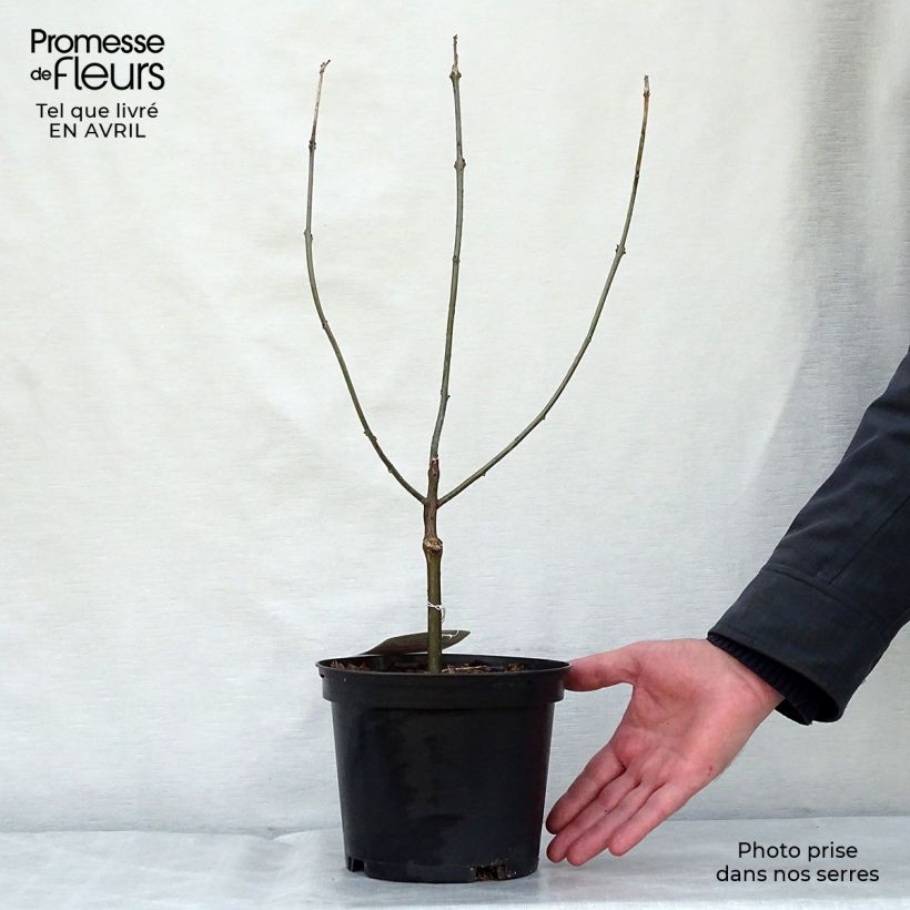 Exemplaar van Clerodendrum bungei - Pindakaasstruik Pot van 2 l/3 l zoals geleverd in de lente