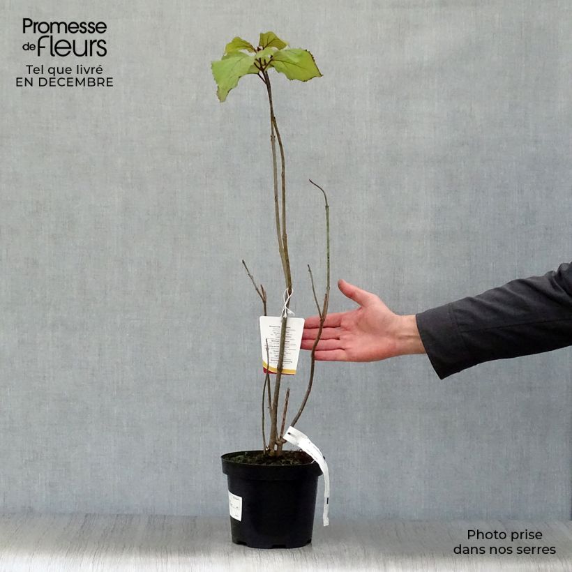 Example of Clerodendrum bungei - Clérodendron de Bunge Pot van 2 l/3 l as you get in hiver