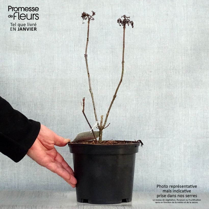 Example of Clerodendrum bungei Pink Diamond - Clérodendron Pot van 3 l/4 l as you get in hiver