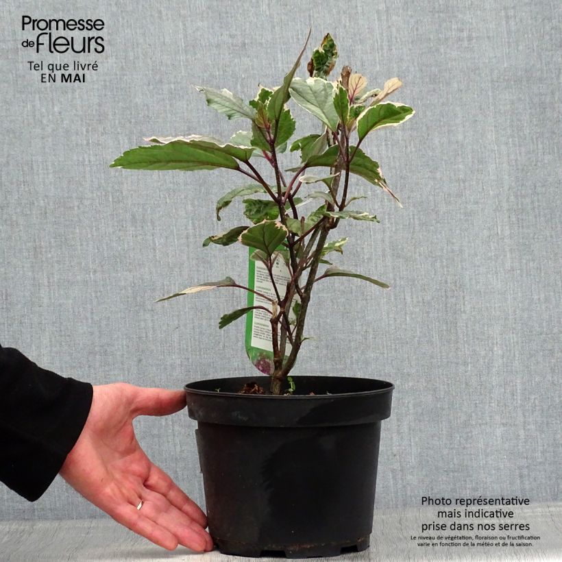 Exemplaar van Clerodendrum bungei Pink Diamond - Pindakaasstruik Pot van 3 l/4 l zoals geleverd in de lente