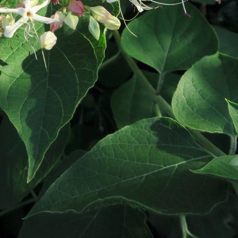Kansenboom Fargesii - Clerodendrum trichotomum (Foliage)