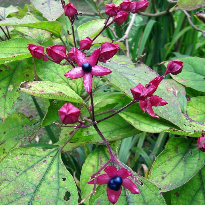 Kansenboom Fargesii - Clerodendrum trichotomum (Harvest)
