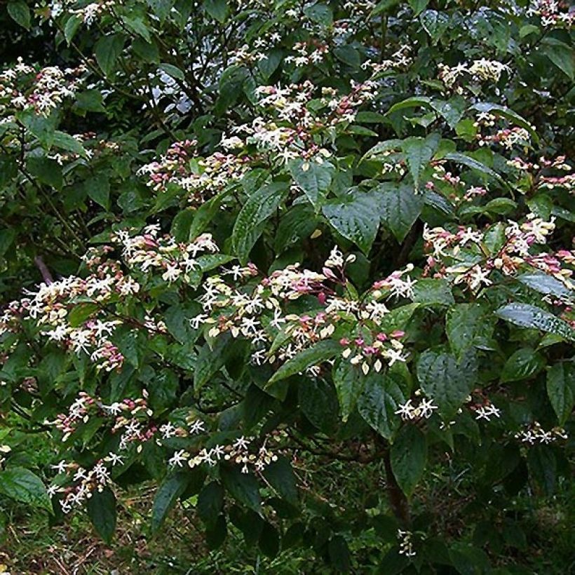 Kansenboom Fargesii - Clerodendrum trichotomum (Plant habit)