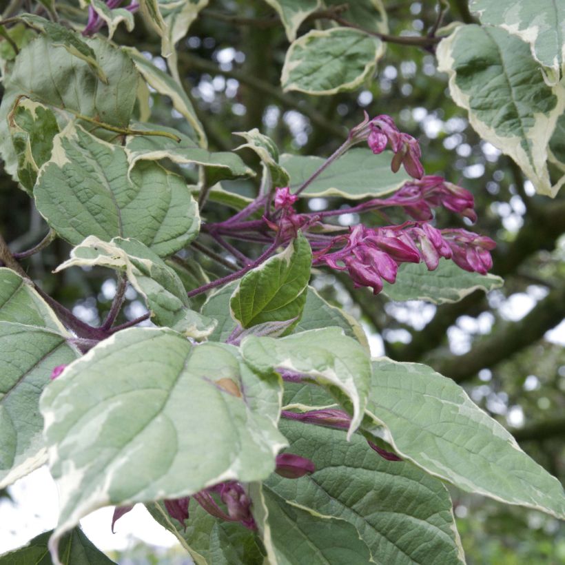 Clerodendrum trichotomum Variegatum - Kansenboom (Foliage)