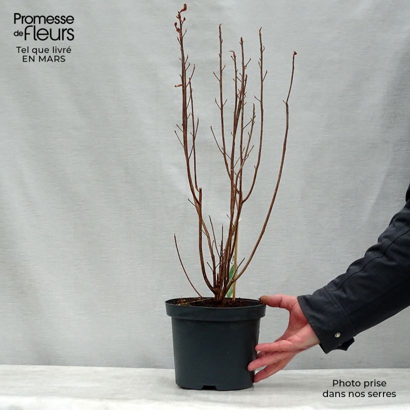 Exemplaar van Clethra alnifolia - Schijnels Pot van 3 l/4 l zoals geleverd in de lente