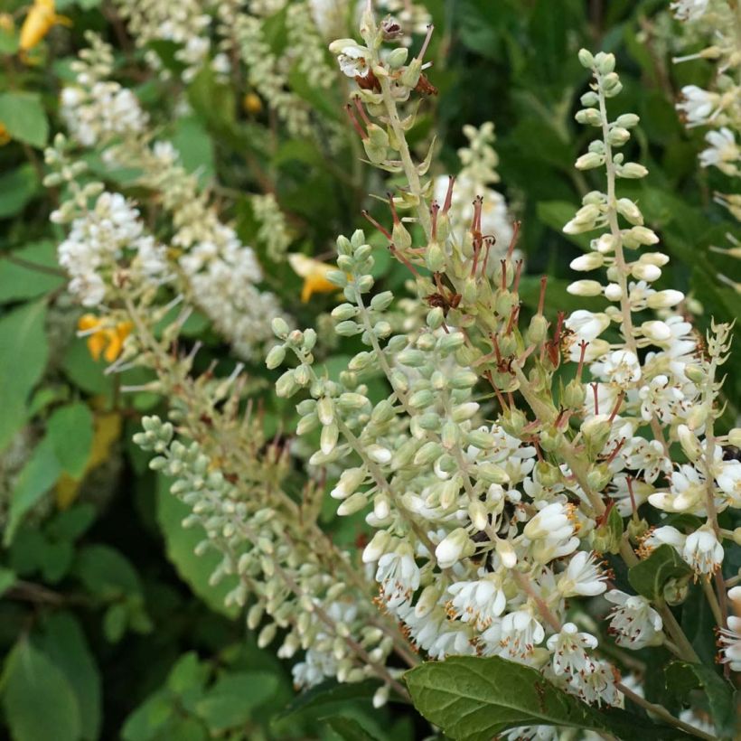 Clethra alnifolia Anne Bidwell - Schijnels (Flowering)