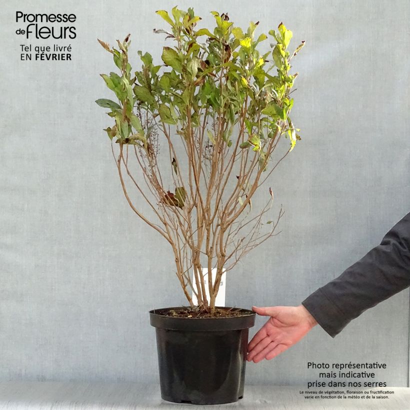 Example of Clethra alnifolia Anne Bidwell Pot van 7,5 l/10 l as you get in hiver