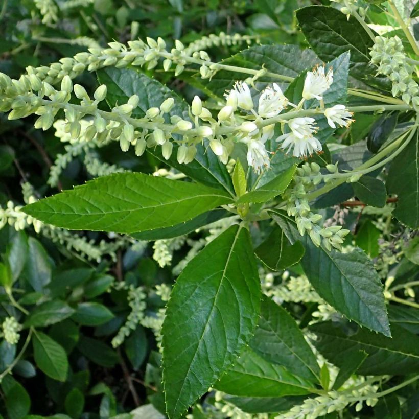 Clethra alnifolia Hummingbird - Schijnels (Foliage)