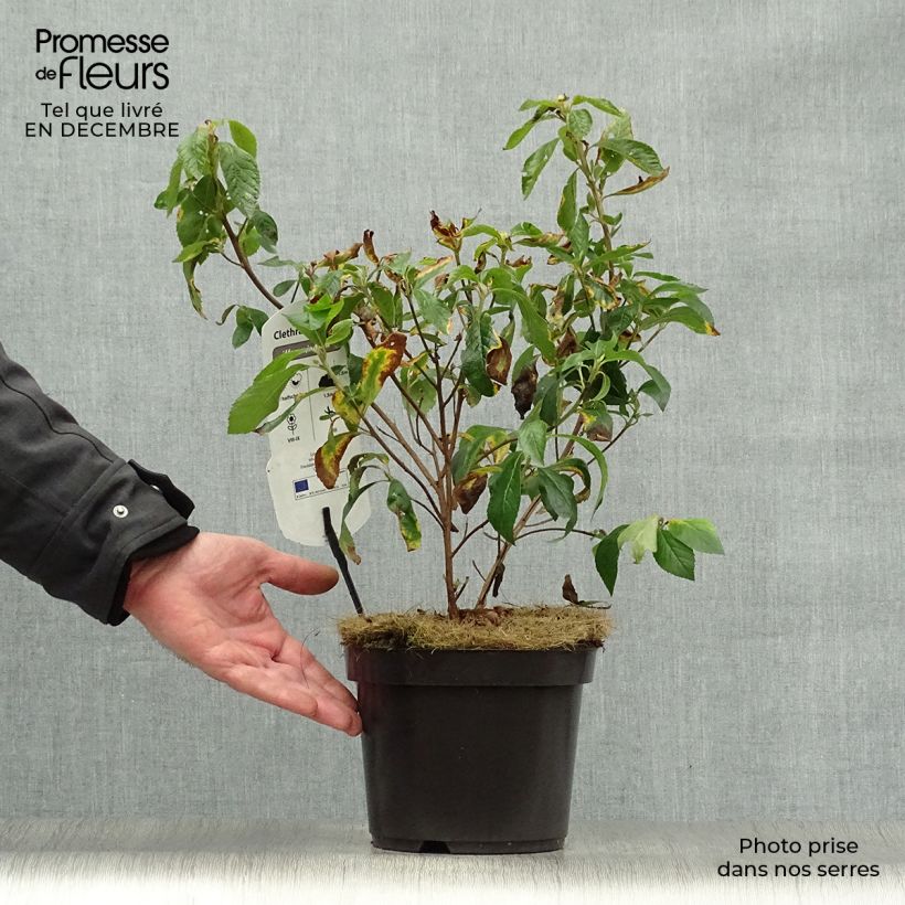 Example of Clethra alnifolia Hummingbird Pot van 3 l/4 l as you get in hiver