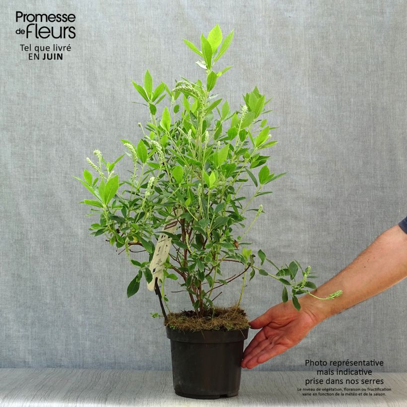 Exemplaar van Clethra alnifolia Hummingbird - Schijnels Pot van 3 l/4 l zoals geleverd in de zomer