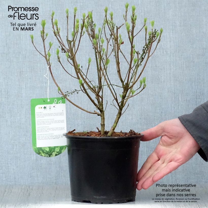 Exemplaar van Clethra alnifolia Hummingbird - Schijnels Pot van 3 l/4 l zoals geleverd in de lente